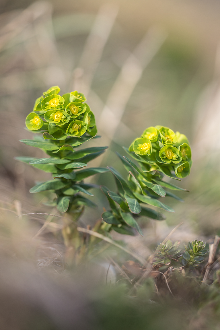 Image of Euphorbia condylocarpa specimen.