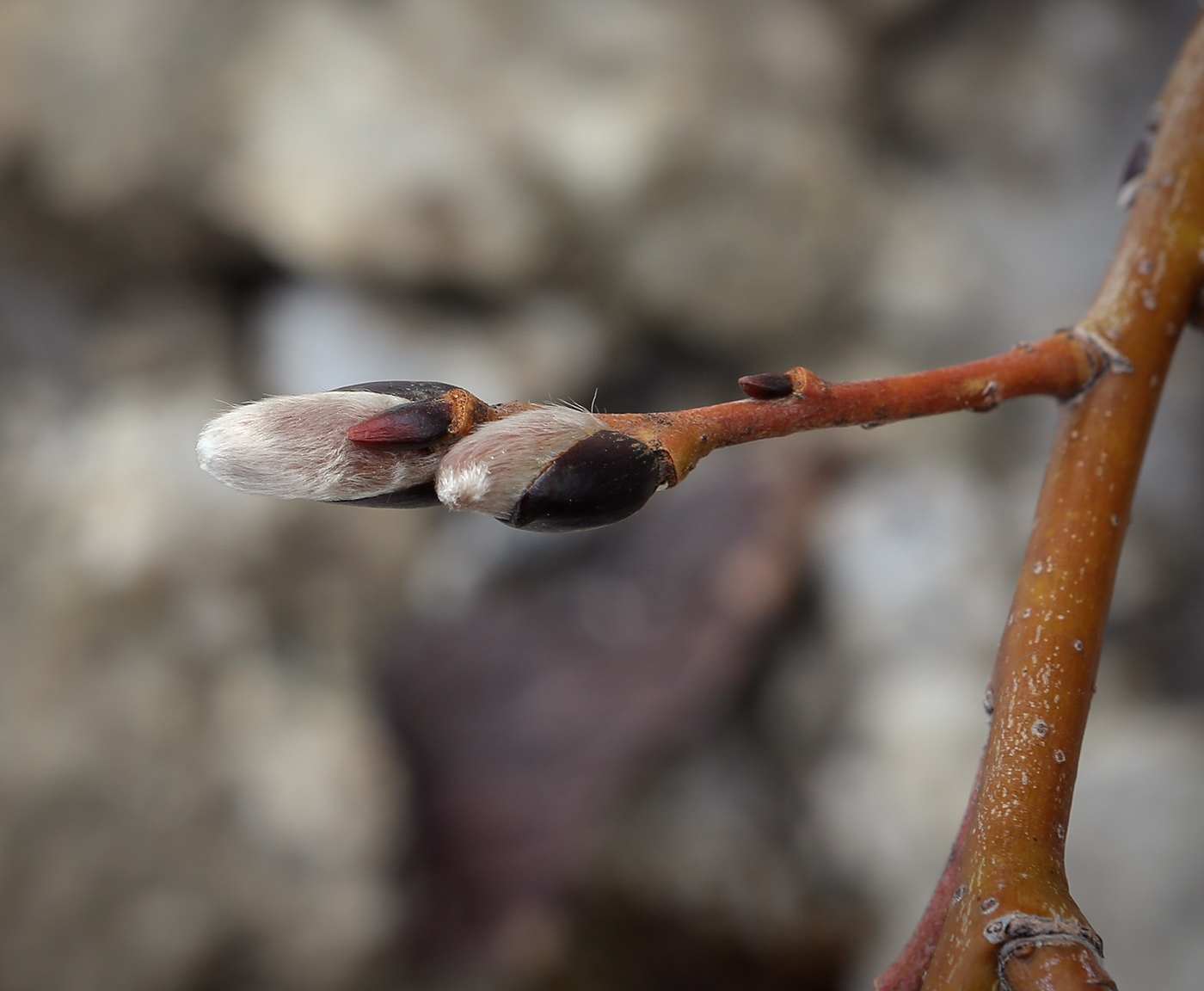 Image of genus Salix specimen.