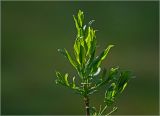Euonymus europaeus. Верхушка ветви с бутонизирующими соцветиями и молодыми побегами. Московская обл., Раменский р-н, окр. дер. Хрипань, садовый участок. 21.04.2025.