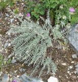 Cousinia bonvalotii