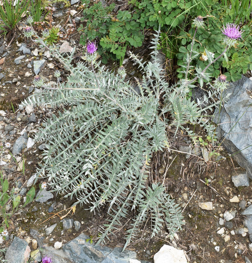 Image of Cousinia bonvalotii specimen.