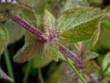 Mentha × gracilis. Часть стебля с развивающимися пазушными побегами в каплях дождя. Московская обл., Талдомский р-н, окр. СНТ \"Живописное\", просека под ЛЭП, луг. 12.08.2024.