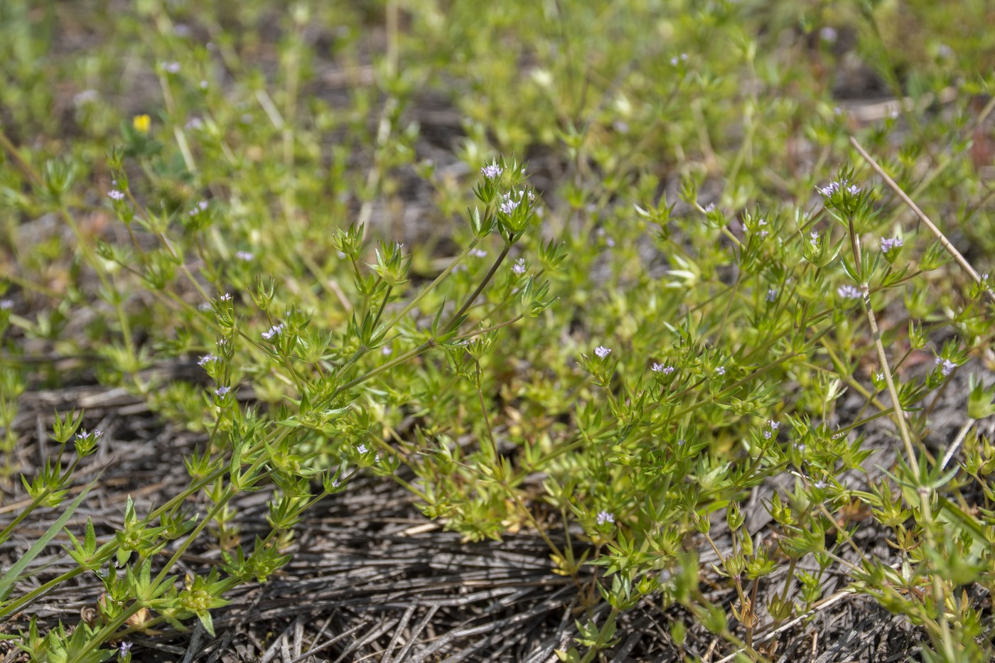 Image of Sherardia arvensis specimen.