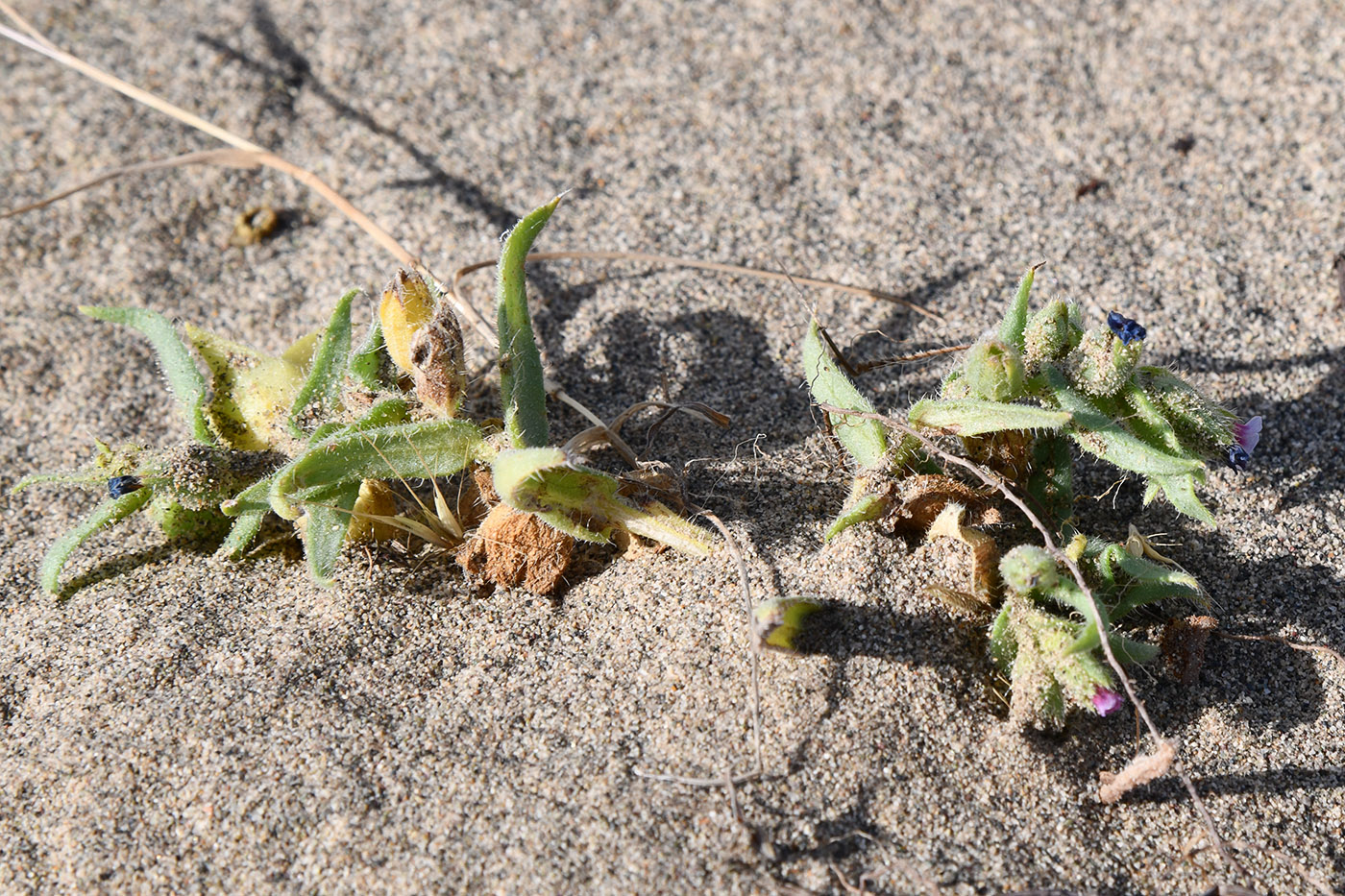 Image of Nonea ovczinnikovii specimen.
