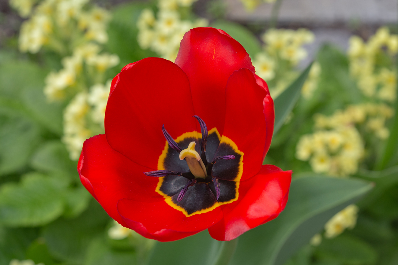 Image of genus Tulipa specimen.