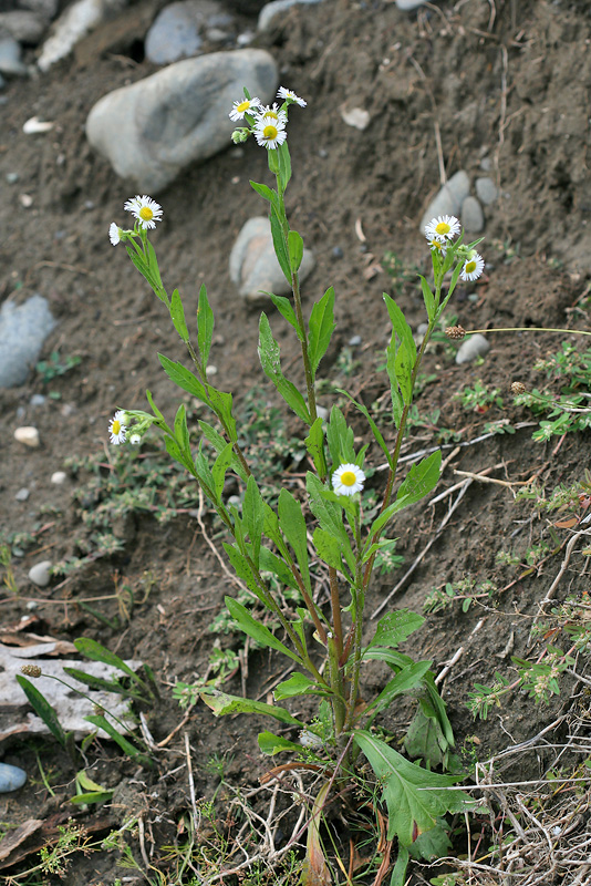 Image of Erigeron annuus specimen.