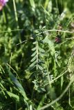 genus Astragalus
