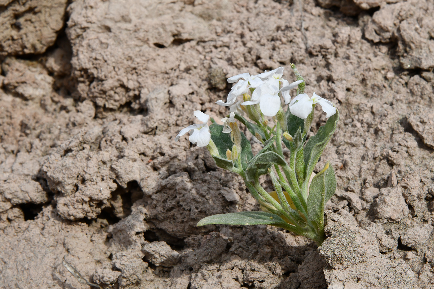 Image of Matthiola bucharica specimen.