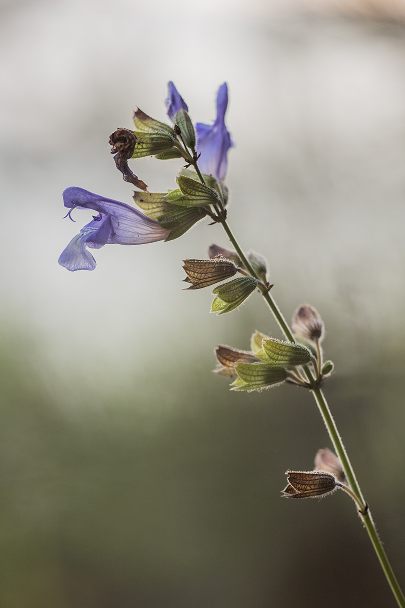 Изображение особи Salvia ringens.