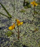 Utricularia vulgaris