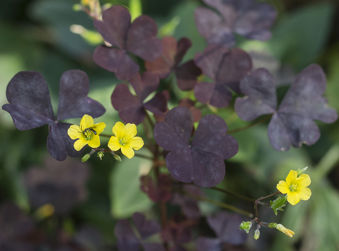 Image of Oxalis stricta specimen.