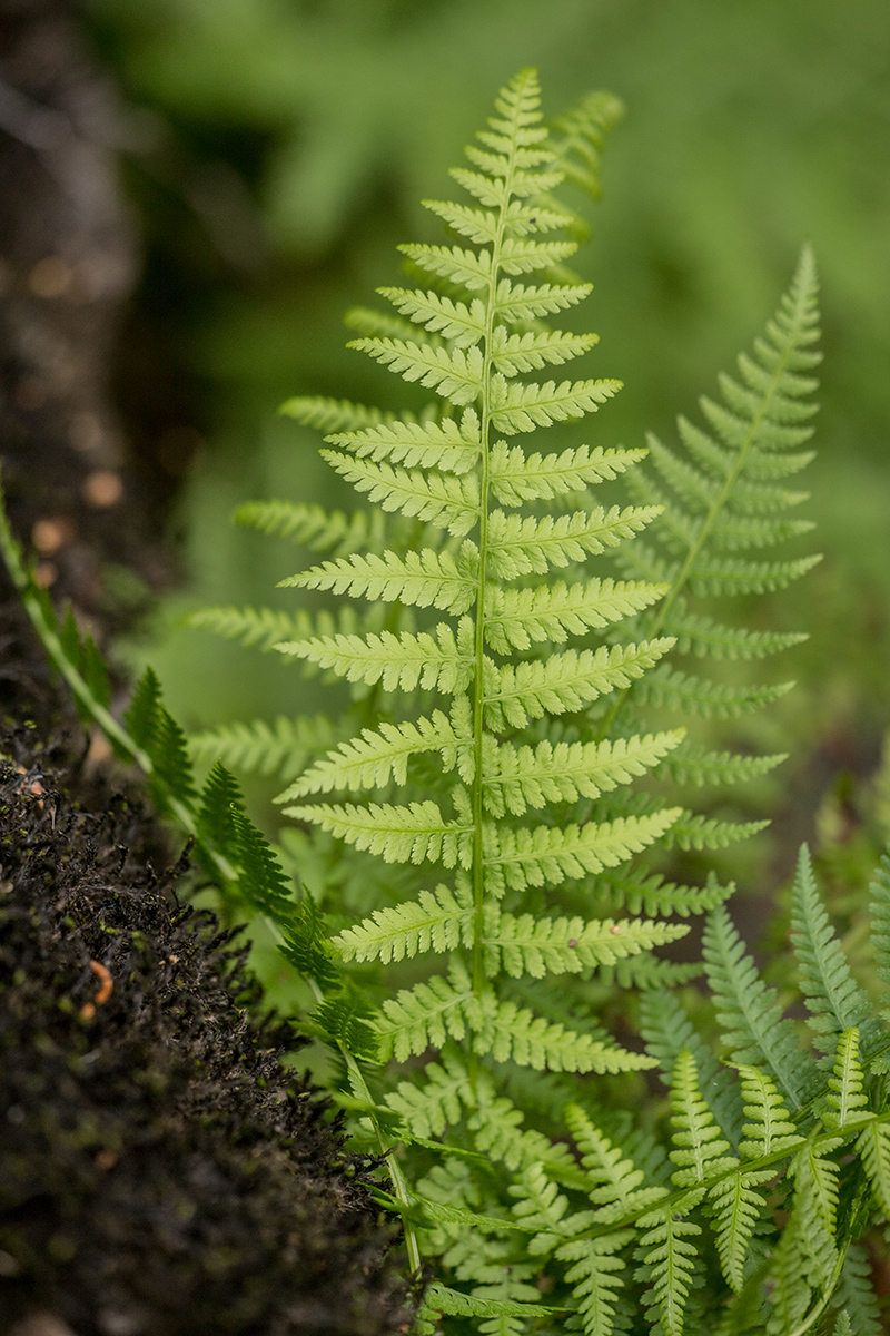 Image of Athyrium filix-femina specimen.