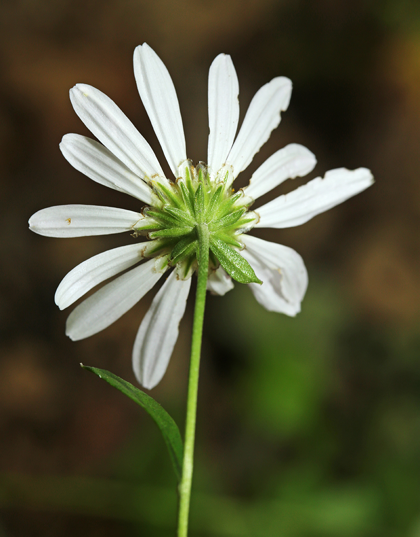 Изображение особи Chrysanthemum naktongense.