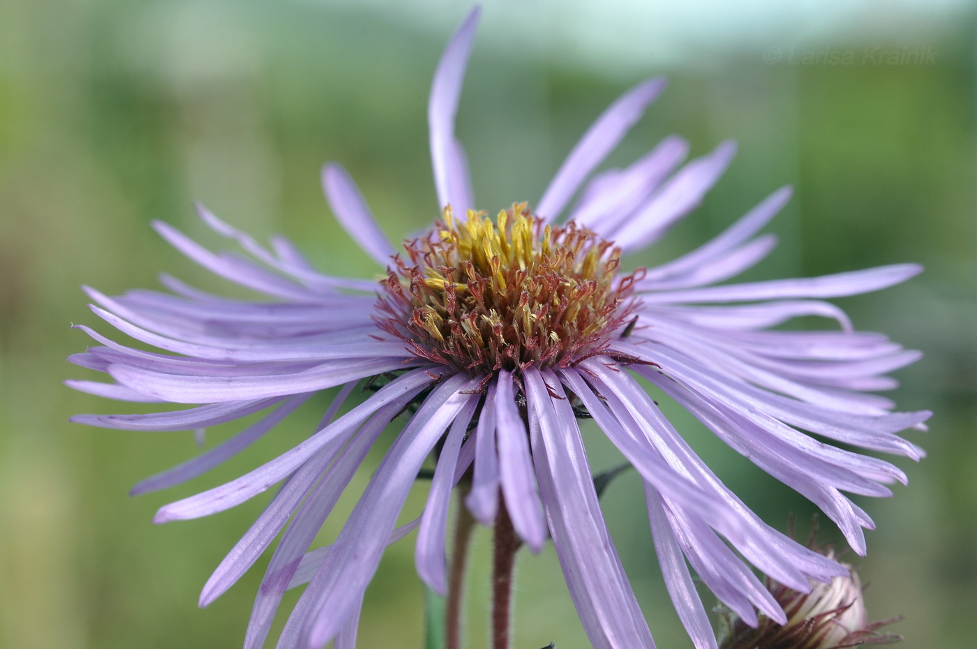Image of Symphyotrichum novae-angliae specimen.