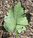 Lunaria annua