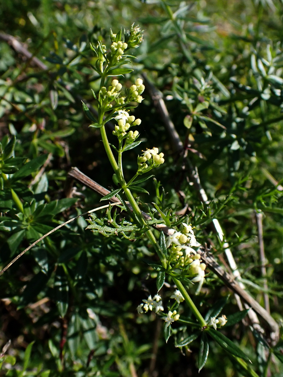 Изображение особи Galium mollugo.
