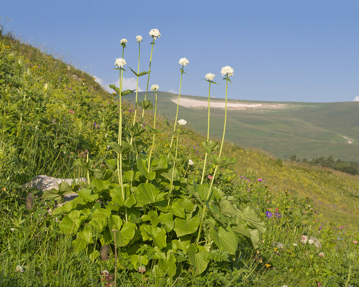 Image of Valeriana alliariifolia specimen.