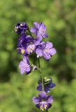 Polemonium caeruleum. Соцветие. Брянская обл., автотрасса М3, 394-й км, переувлажнённая обочина дороги. 9 июня 2023 г.