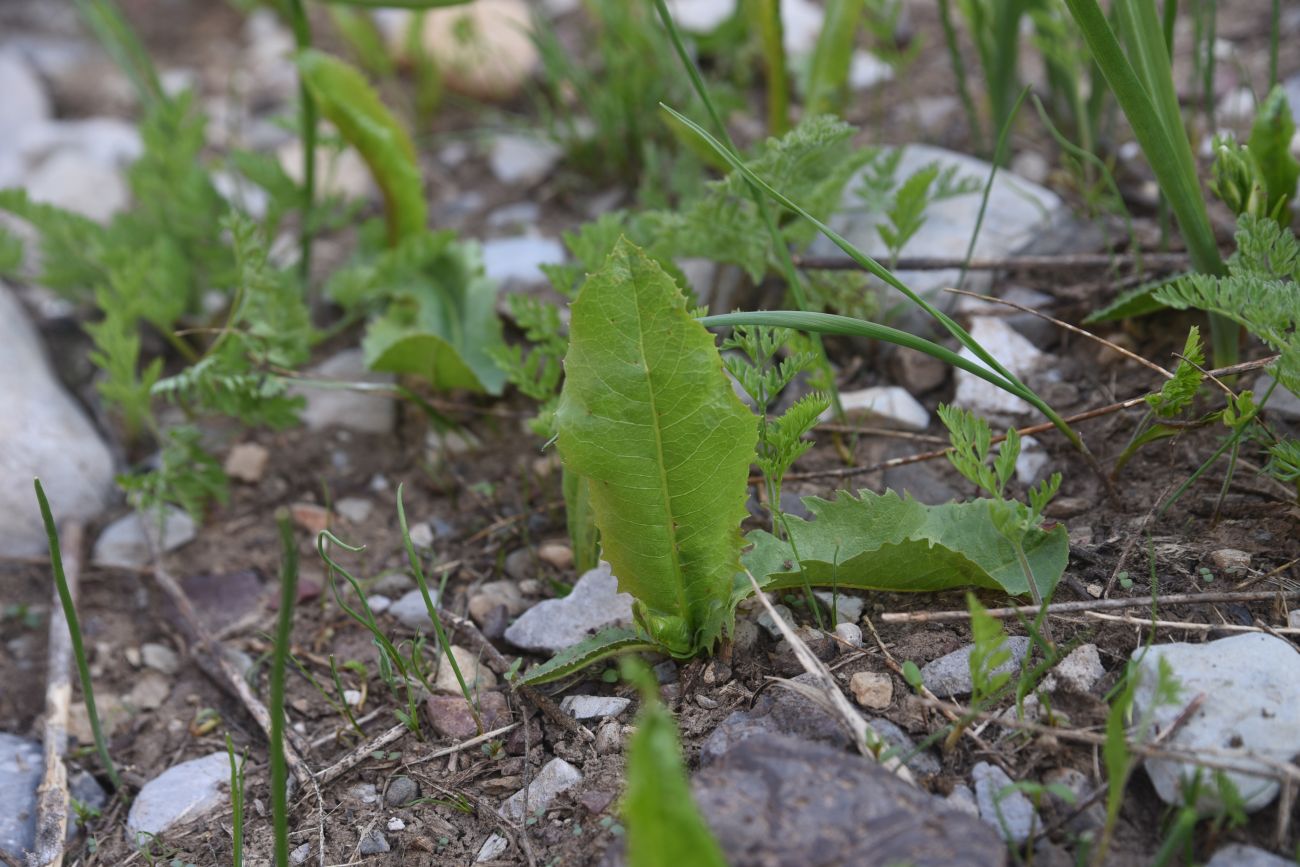 Image of Unknown species specimen.