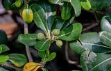 Pittosporum tobira. Верхушка ветви с незрелым соплодием. Китай, пров. Цзянсу, г. Сучжоу, в культуре. 27.05.2025.