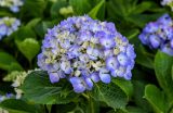 View full-size image Hydrangea macrophylla