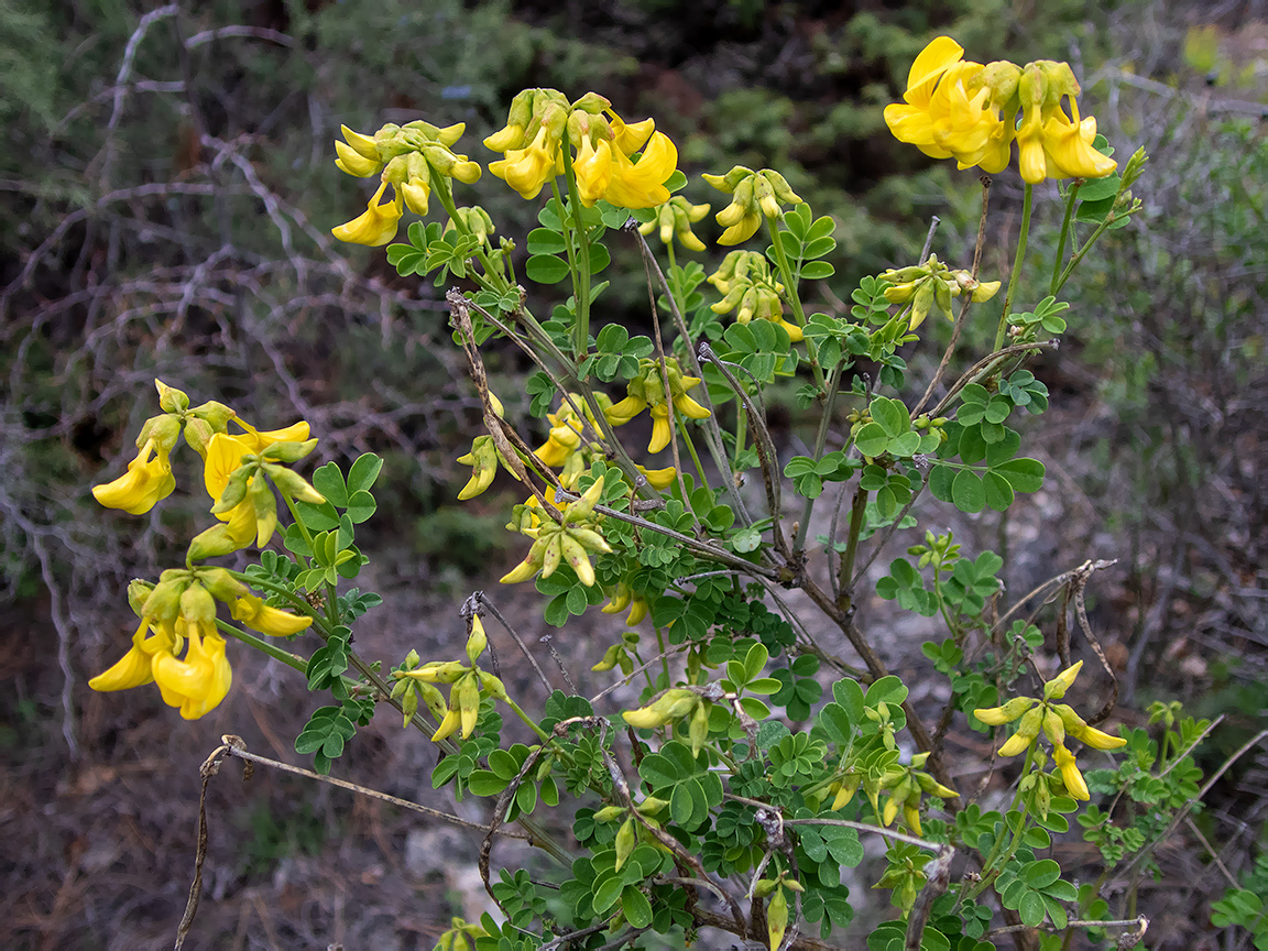 Изображение особи Hippocrepis emeroides.