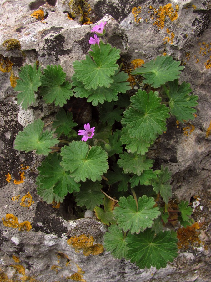 Image of Geranium molle specimen.