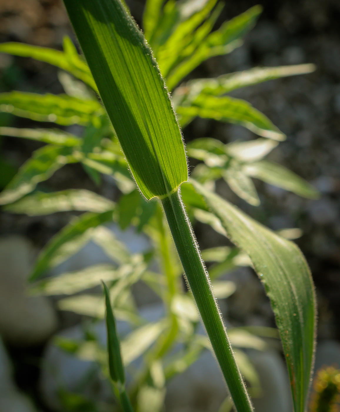 Изображение особи Holcus lanatus.