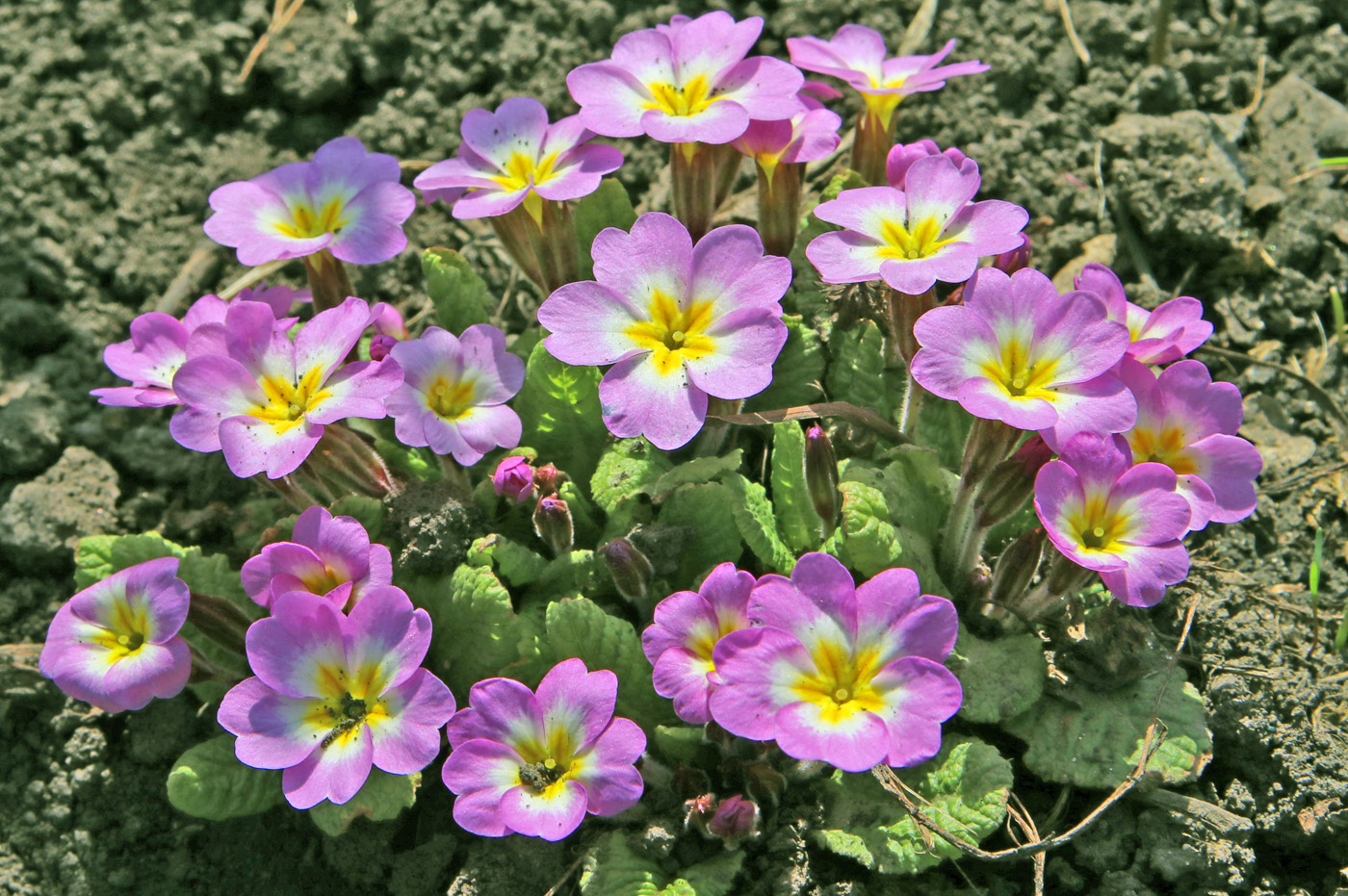 Image of Primula vulgaris specimen.