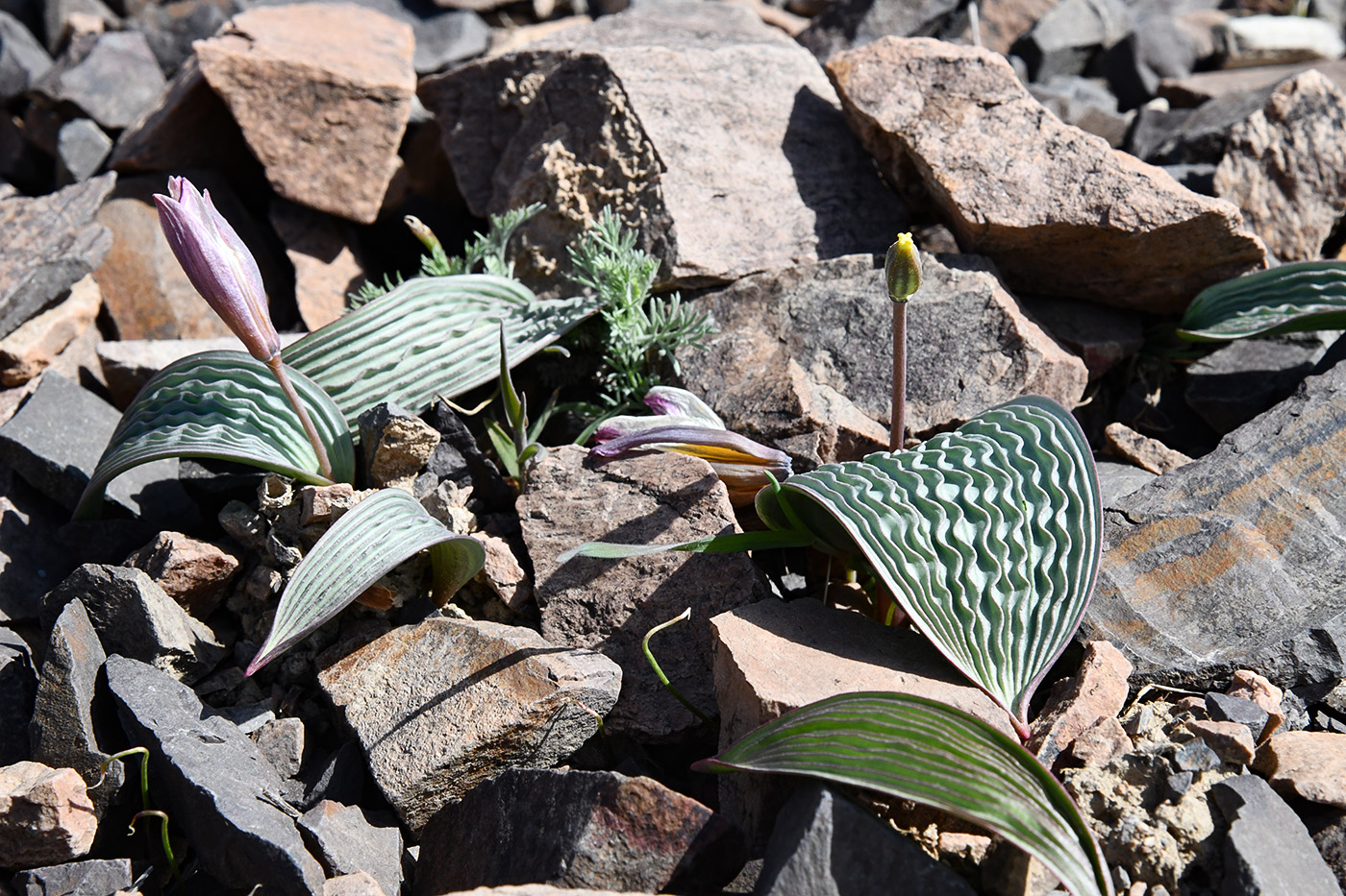 Image of Tulipa regelii specimen.