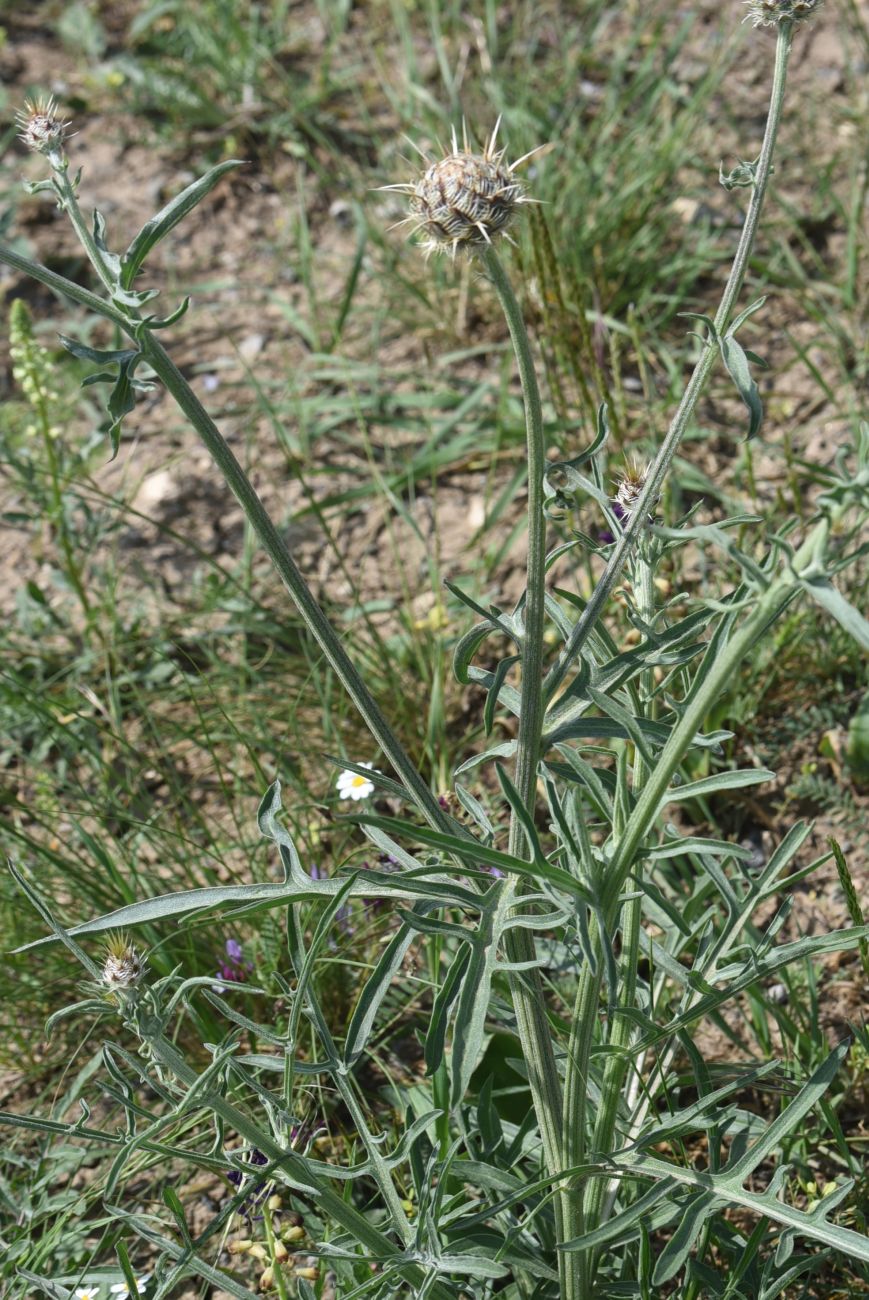 Image of Unknown species specimen.