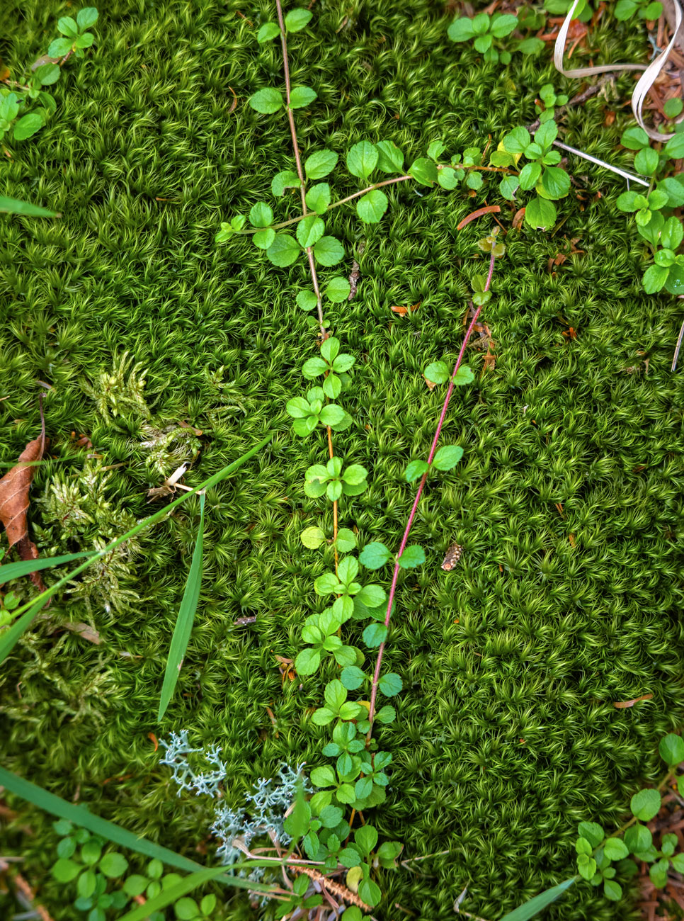 Изображение особи Linnaea borealis.