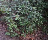 неопознанный вид. Цветущее и плодоносящее растение. Крым, Ялта, пгт Ливадия, парк Ливадийского дворца, пешеходный маршрут \"Солнечная тропа\". 07.01.2026.