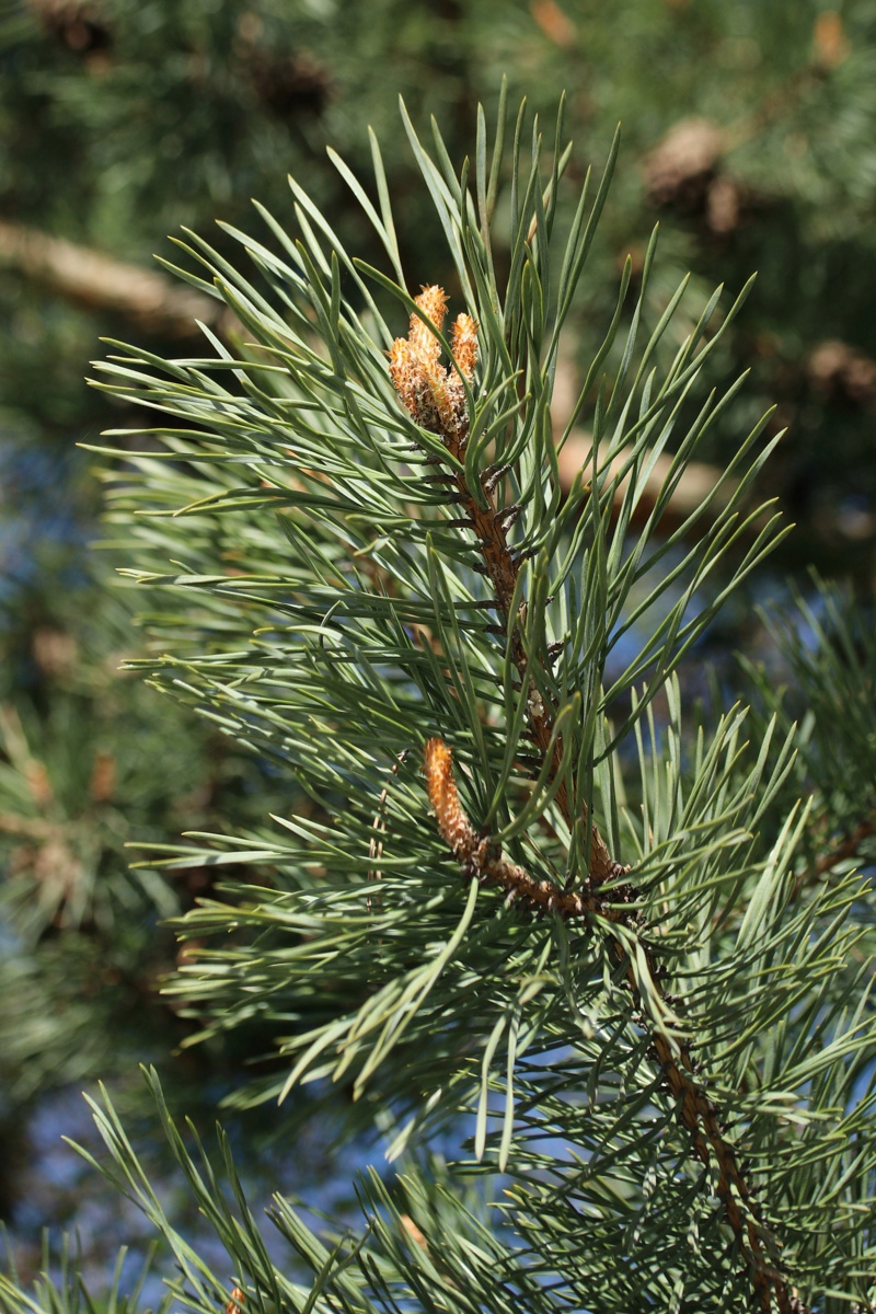 Изображение особи род Pinus.