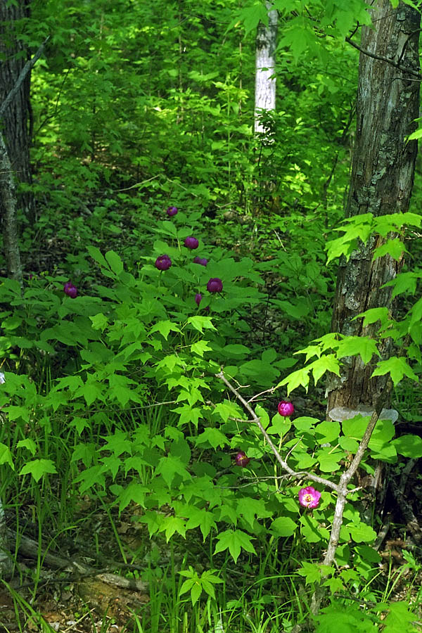 Изображение особи Paeonia obovata.