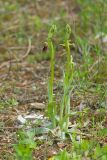 Ophrys mammosa subspecies caucasica. Цветущие растения. Краснодарский край, Крымский р-н, окр. станицы Неберджаевская, дол. р. Липки, пушистодубово-грабинниковый лес, задернованное скальное обнажение с кустами Paliurus spina-christi на месте старого заросшего карьера. 22.04.2026.