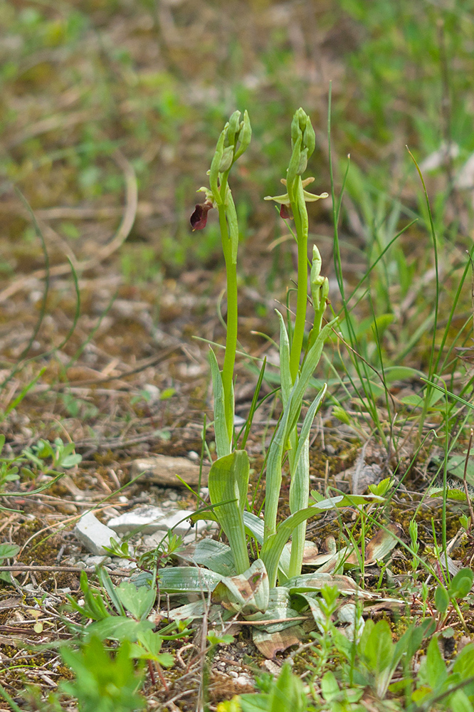 Image of Ophrys mammosa ssp. caucasica specimen.