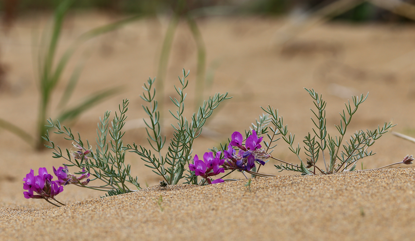Image of Oxytropis hailarensis specimen.