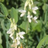 Lathyrus gmelinii