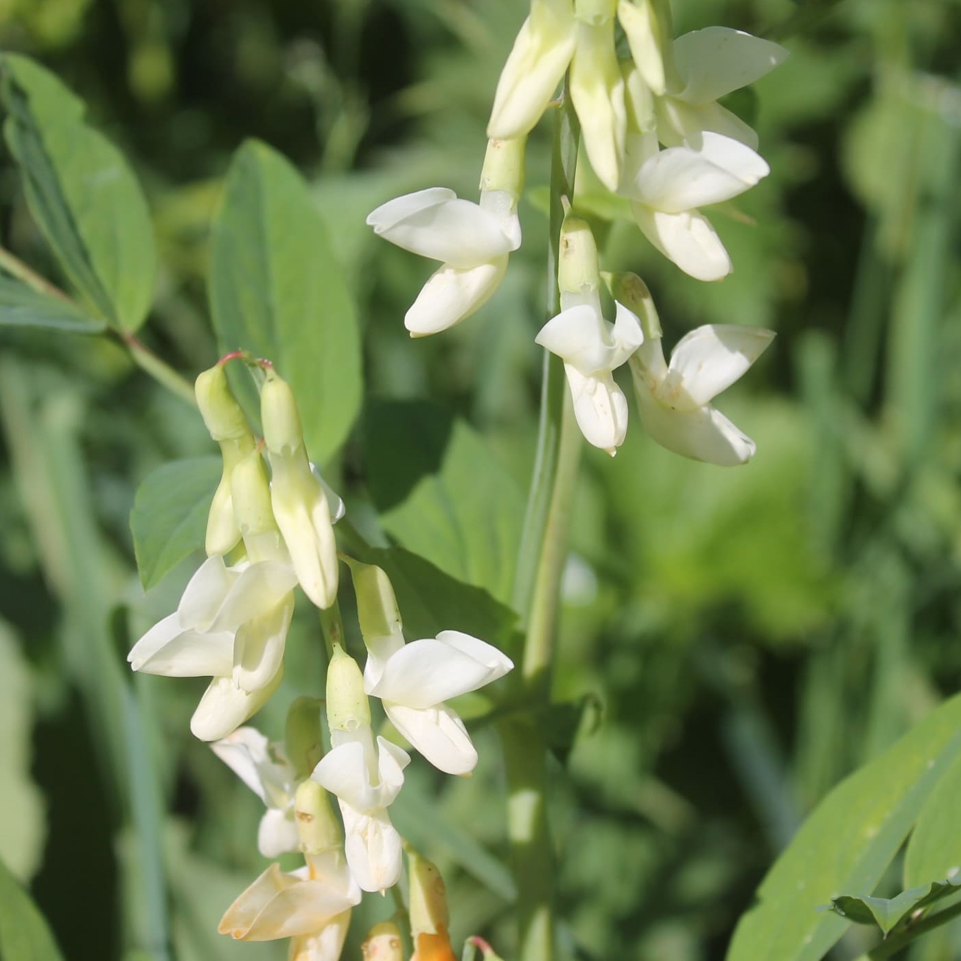 Image of Lathyrus gmelinii specimen.