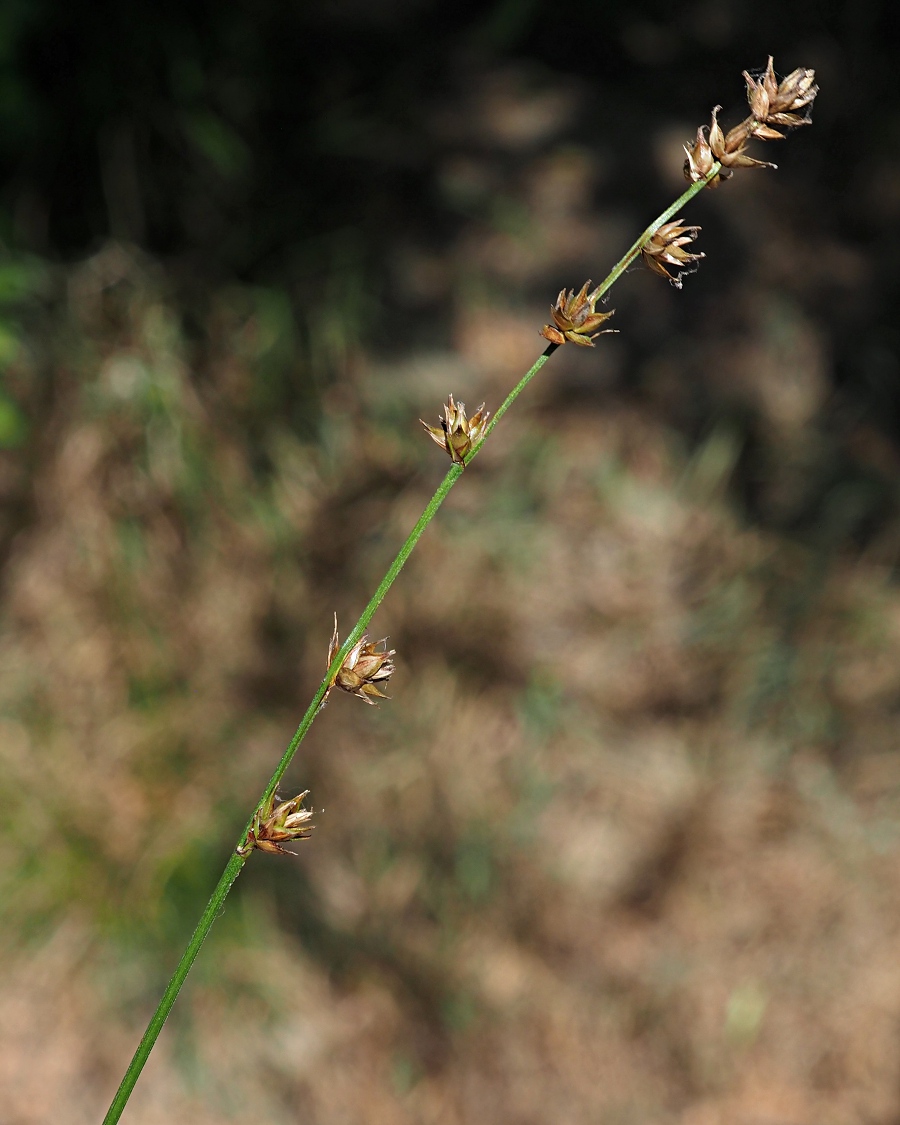 Изображение особи Carex divulsa.