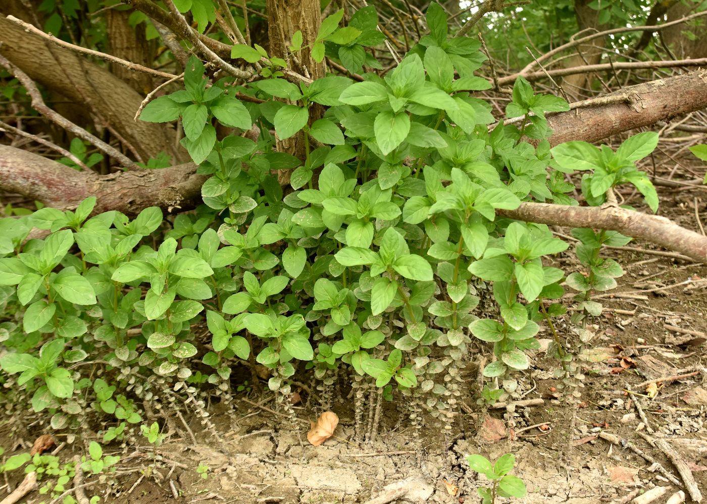 Image of Mentha aquatica specimen.