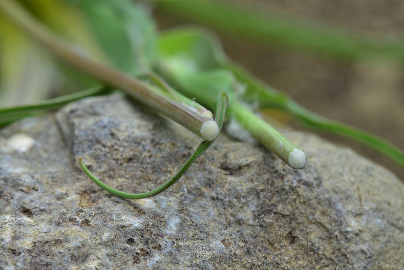 Image of Tragopogon graminifolius specimen.