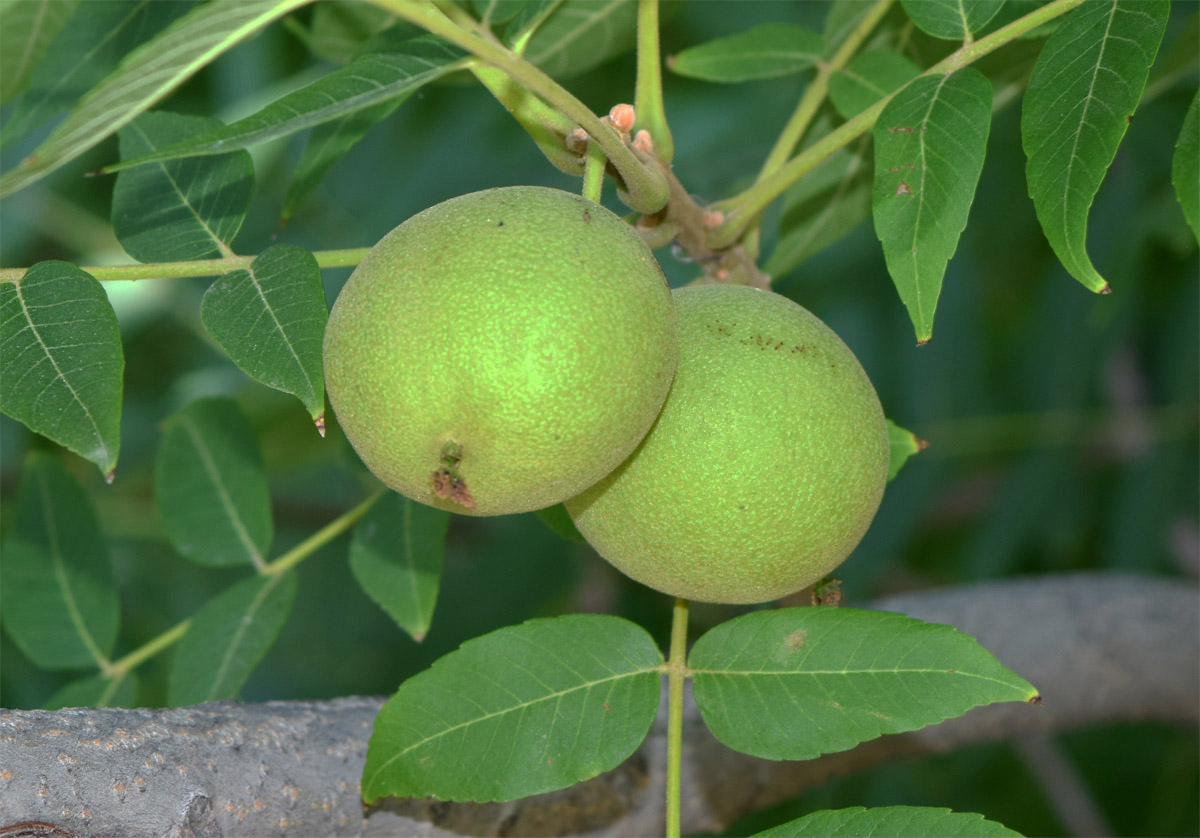 Изображение особи Juglans nigra.