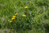 Inula britannica. Цветущее растение. Оренбургская обл., Кувандыкский муниципальный округ, северная оконечность Долгих гор, степной склон. 10 июня 2025 г.