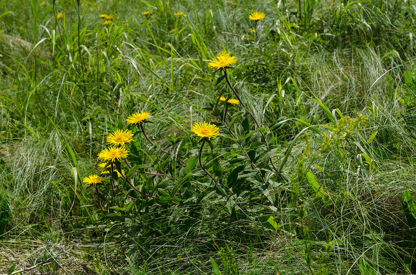 Image of Inula britannica specimen.