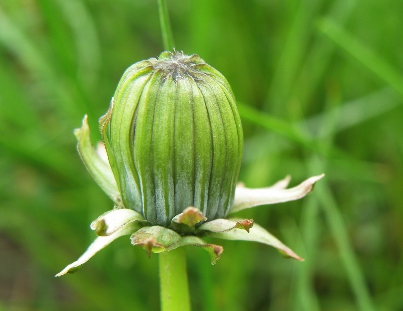 Image of genus Taraxacum specimen.