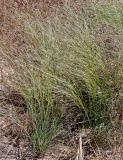 род Stipa