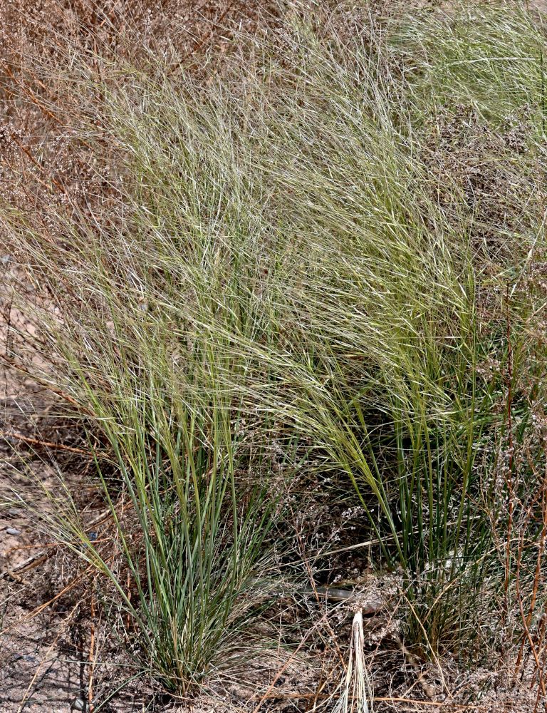 Изображение особи род Stipa.