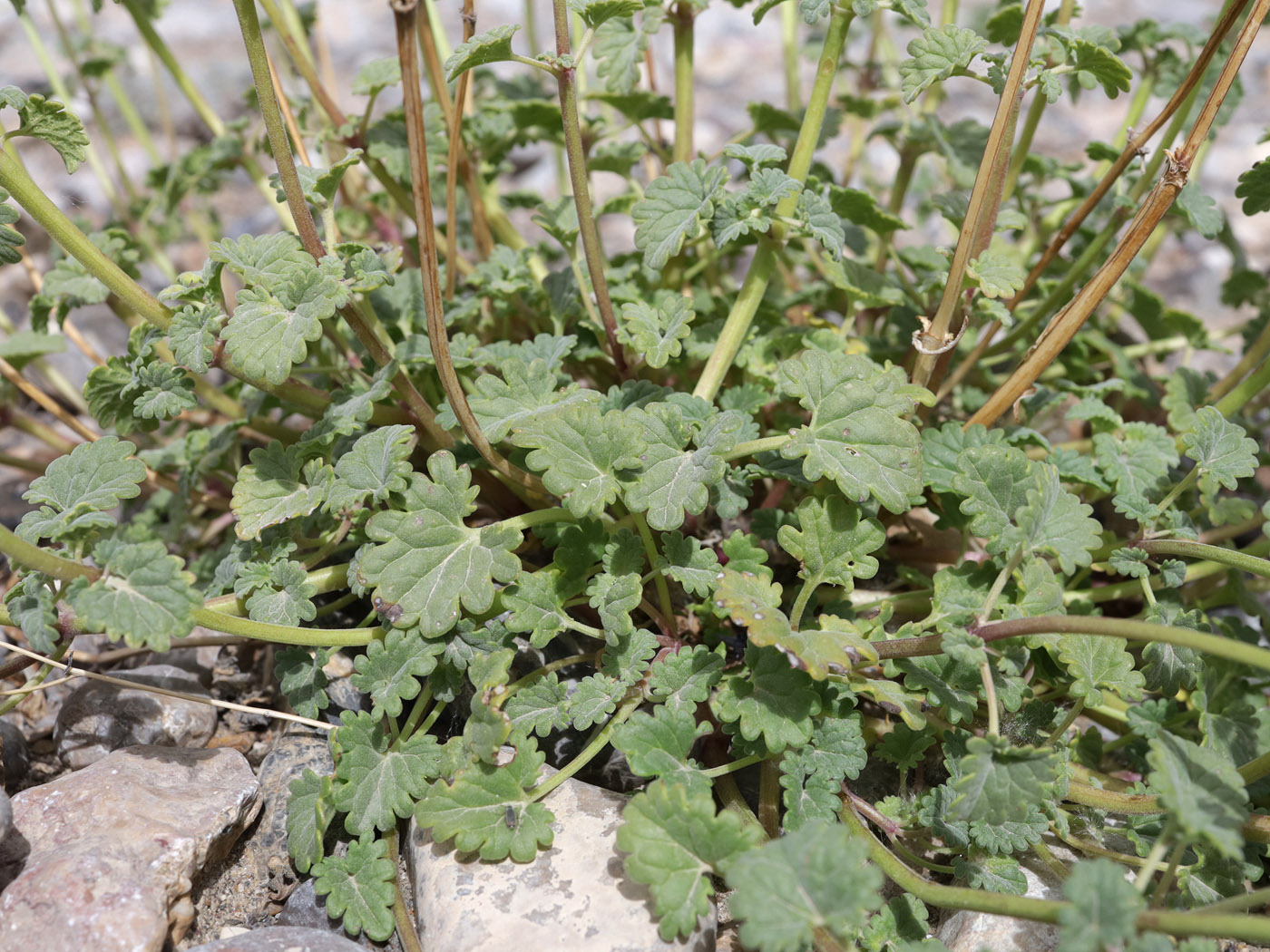 Image of Dracocephalum stamineum specimen.